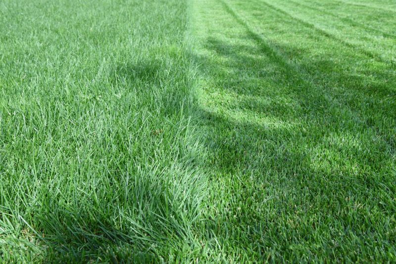Close-up of Mowed Grass